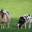 Needwood ewe with lamb