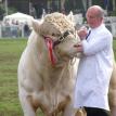Charolais bull
